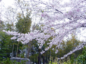 天気もよく最高のお花見日和